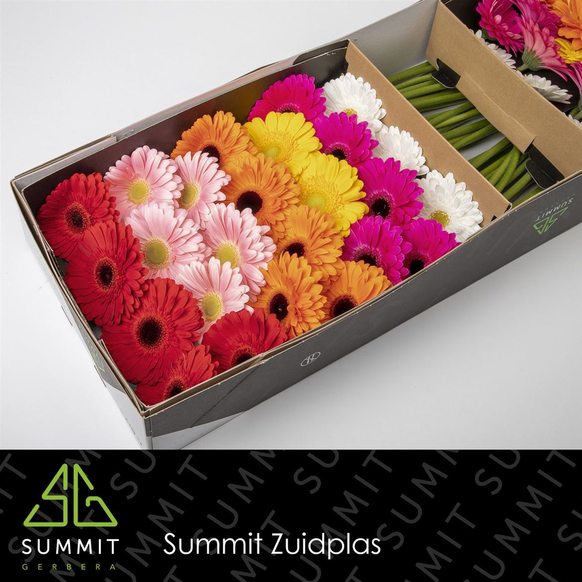 Gerbera Large France Mixed