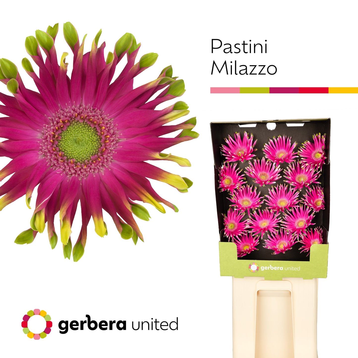 Gerbera Large Pasta Milazzo