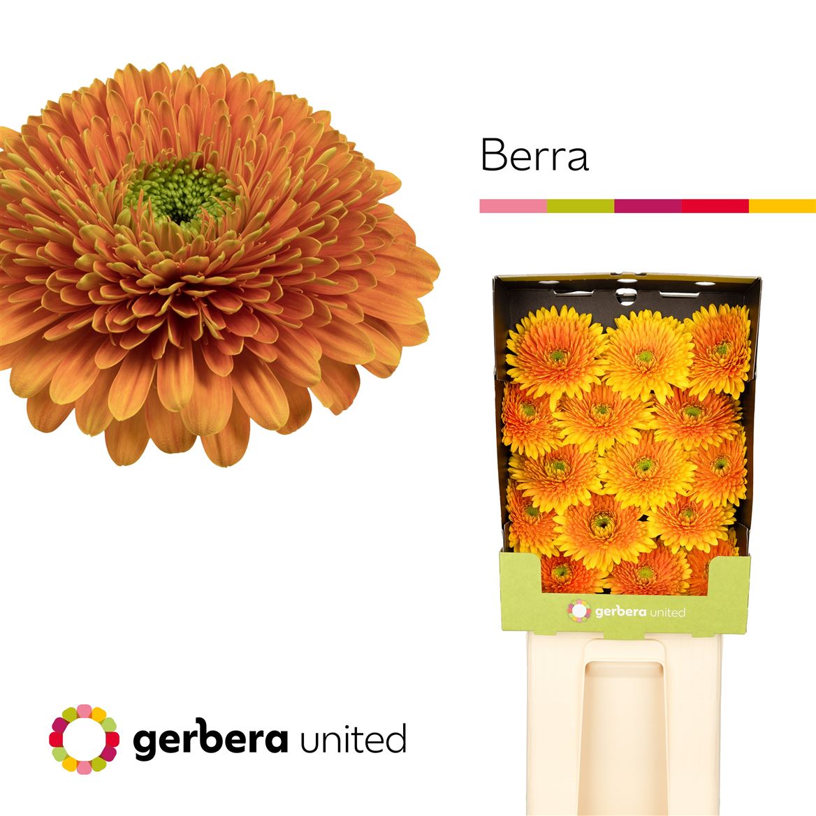 Gerbera Large Berra