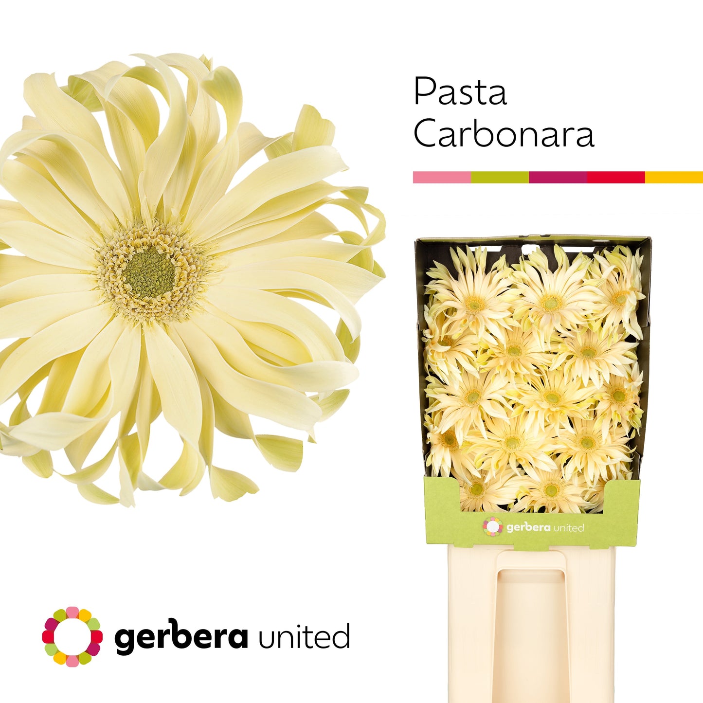 Gerbera - Pasta Carbonara
