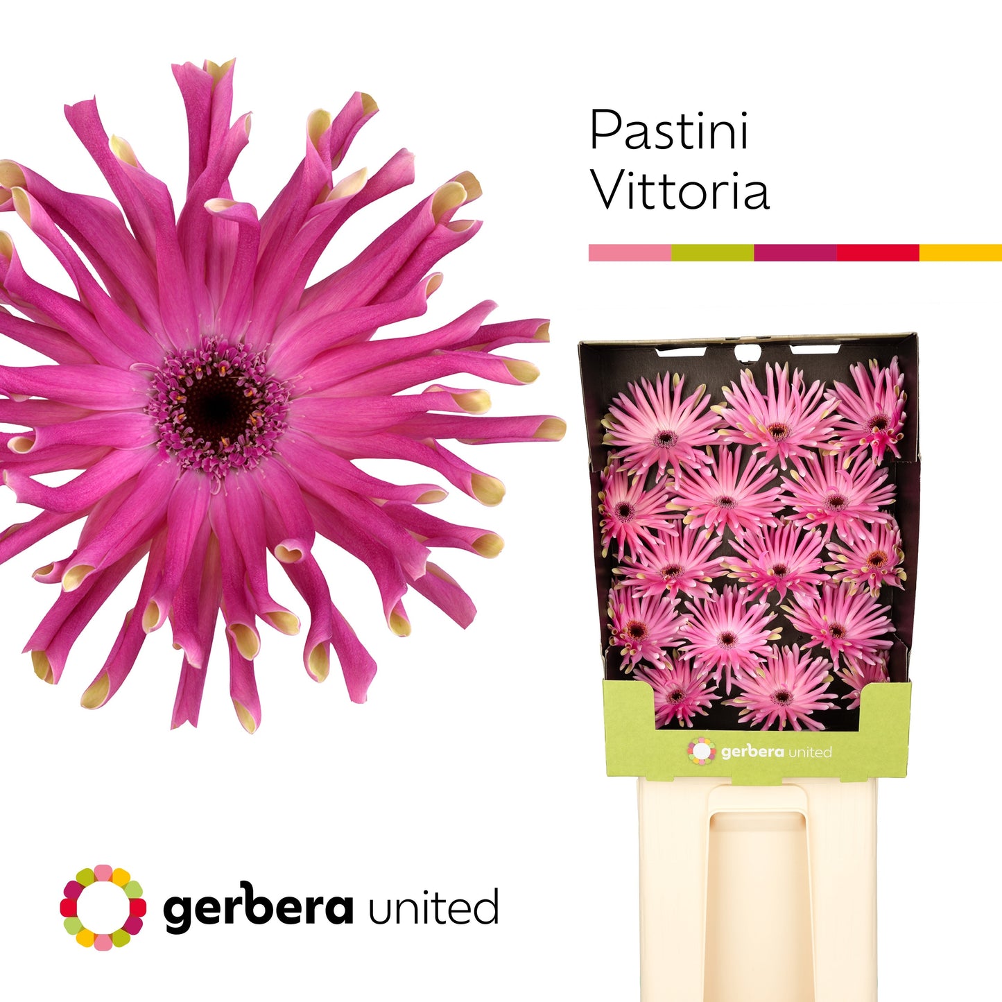 Gerbera Large Pasta Vittoria
