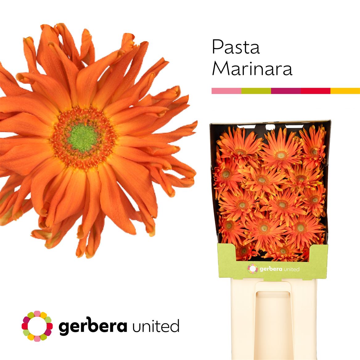 Gerbera Large Pasta Marinara