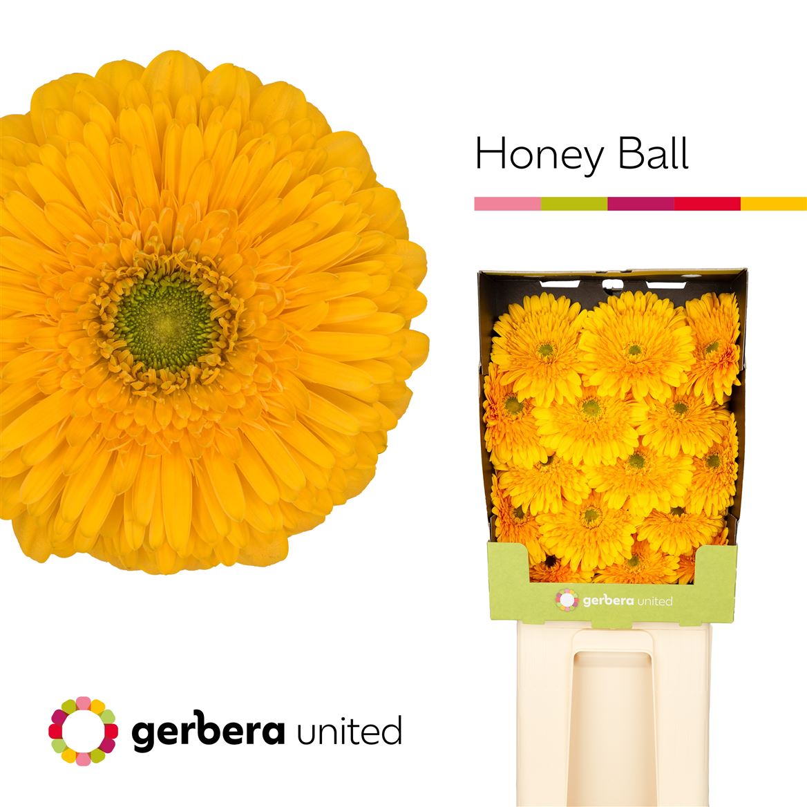 Gerbera Large Honey Ball