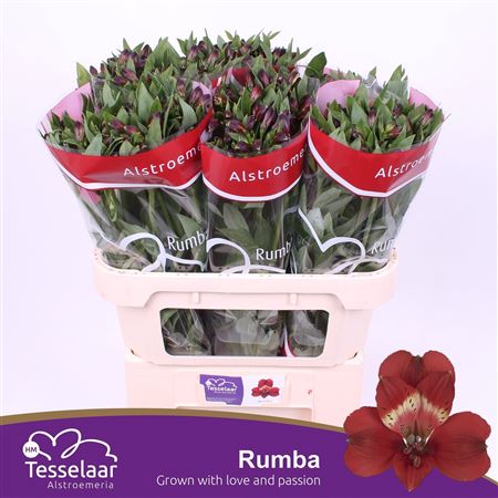 Alstroemeria Rumba