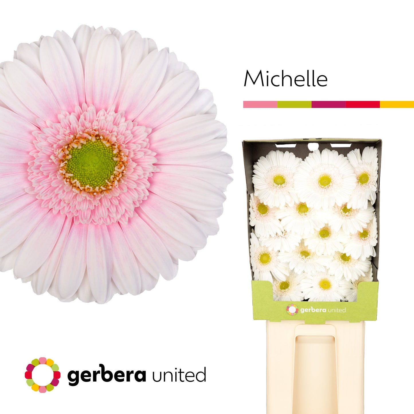 Gerbera Large Michelle
