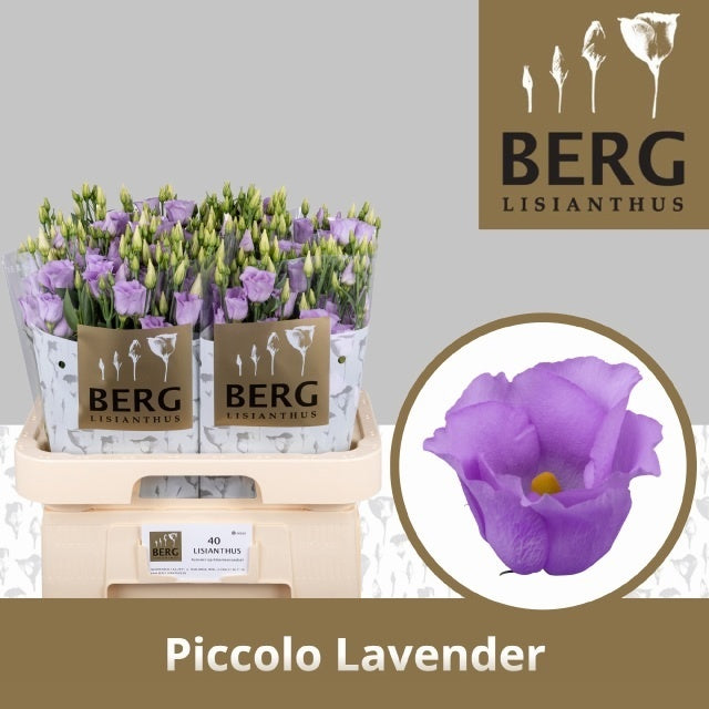 Lavender Eustoma ‘Piccolo’ – 70cm Stems
