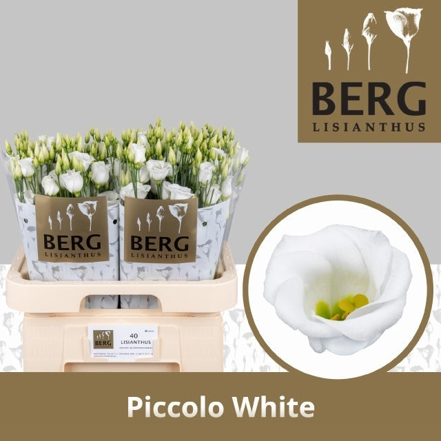 White Lisianthus ‘Piccolo White’ – 70cm Stems