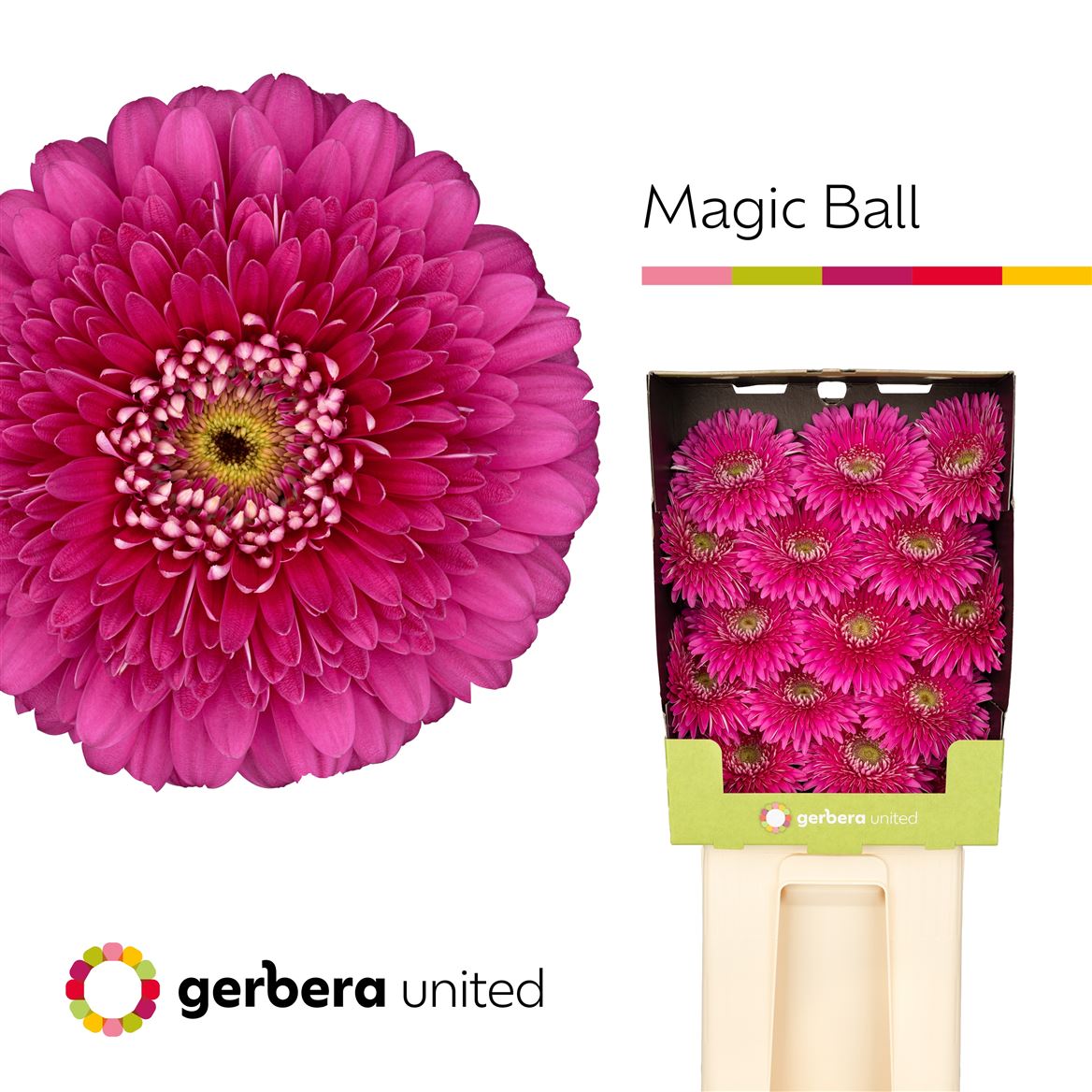 Gerbera Large Magic Ball