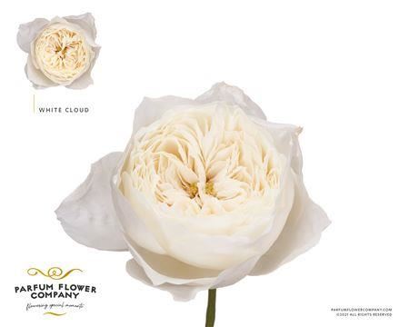 Rose Garden - Rosa - White Cloud