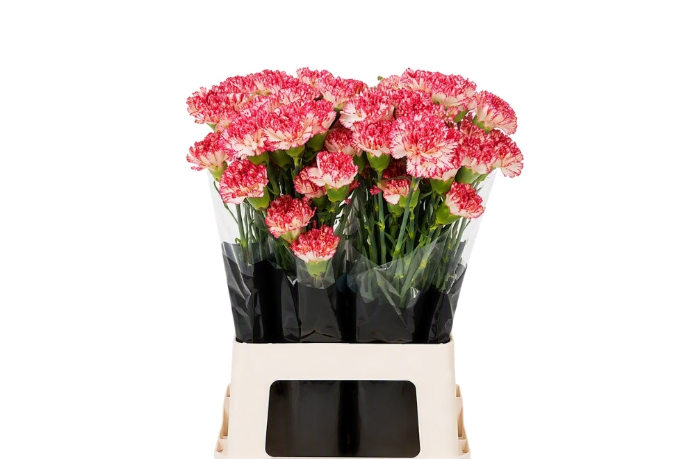 Carnation - Dianthus - Montoya