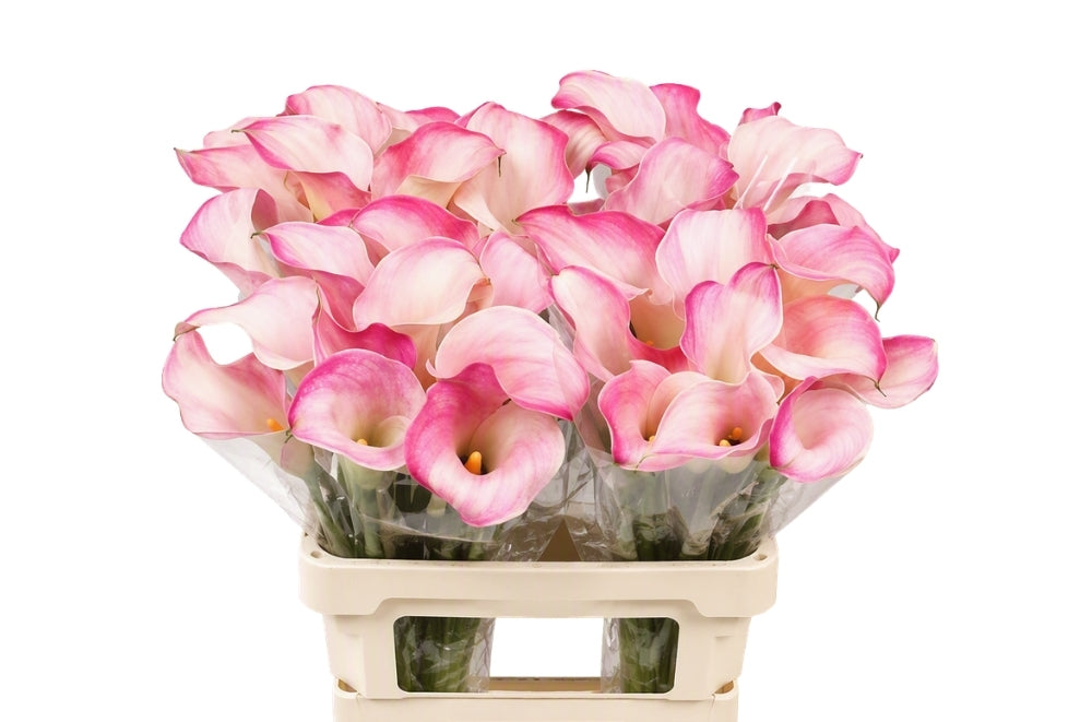 Calla Lily - Zantedeschia - Blushing Lady