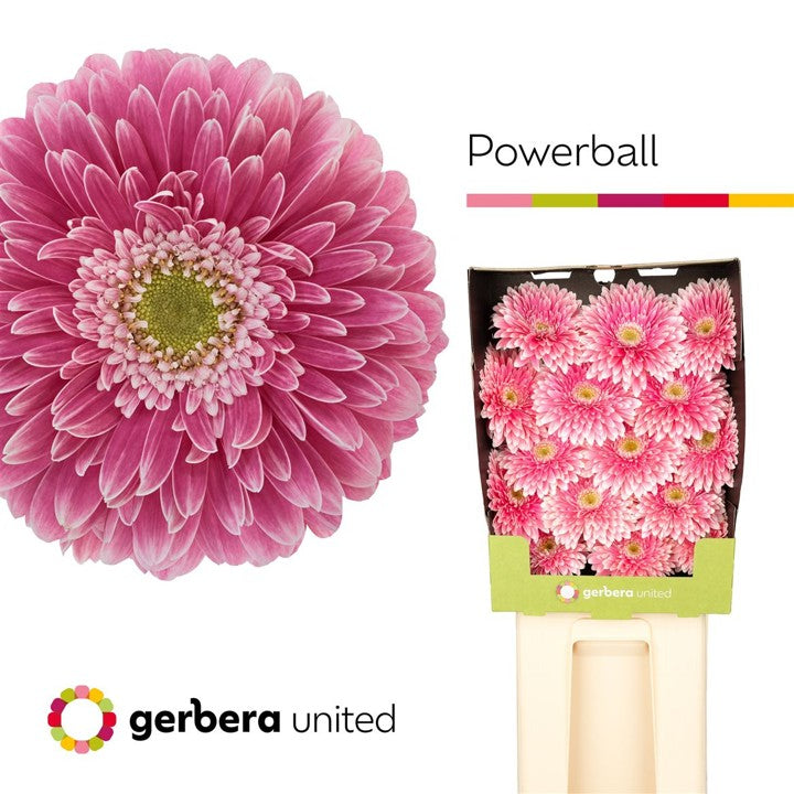 Gerbera Large Power Ball