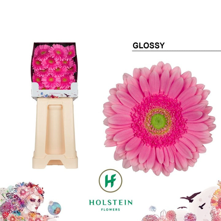 Gerbera - Gerbera - Glossy