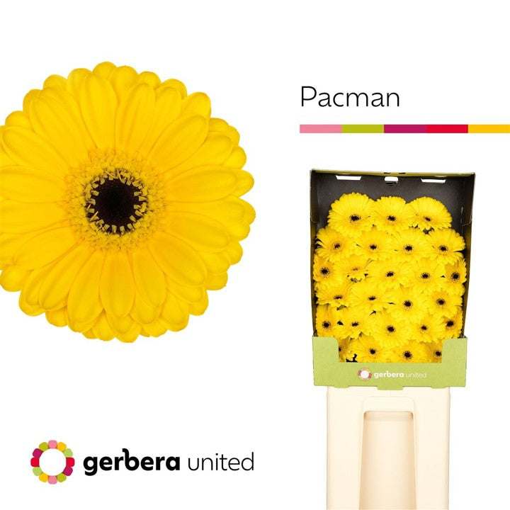 Germini Pacman