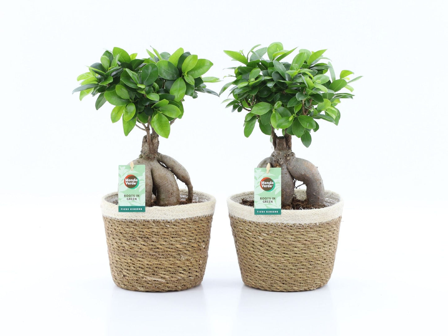 Ficus Mi Ginseng Mand Noah