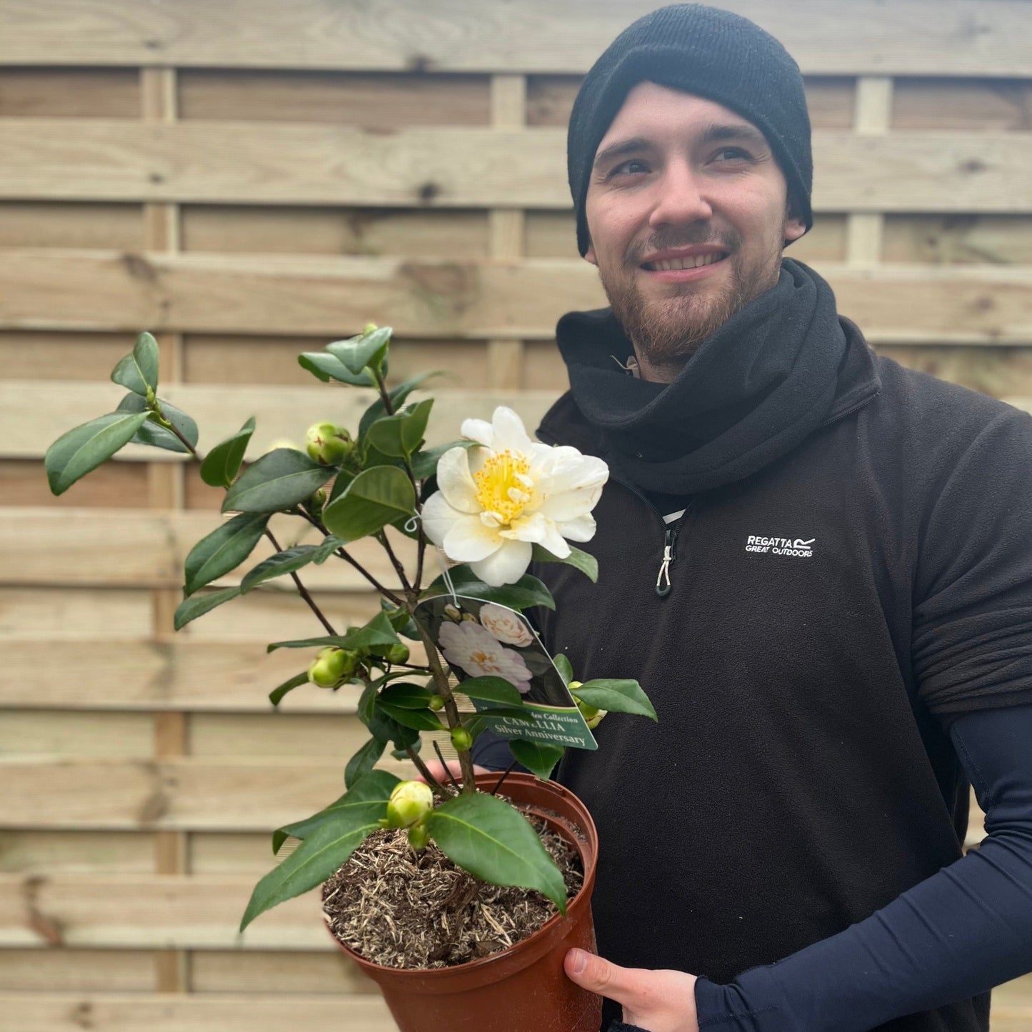Camellia japonica 'Silver Anniversary' 9cm/3L