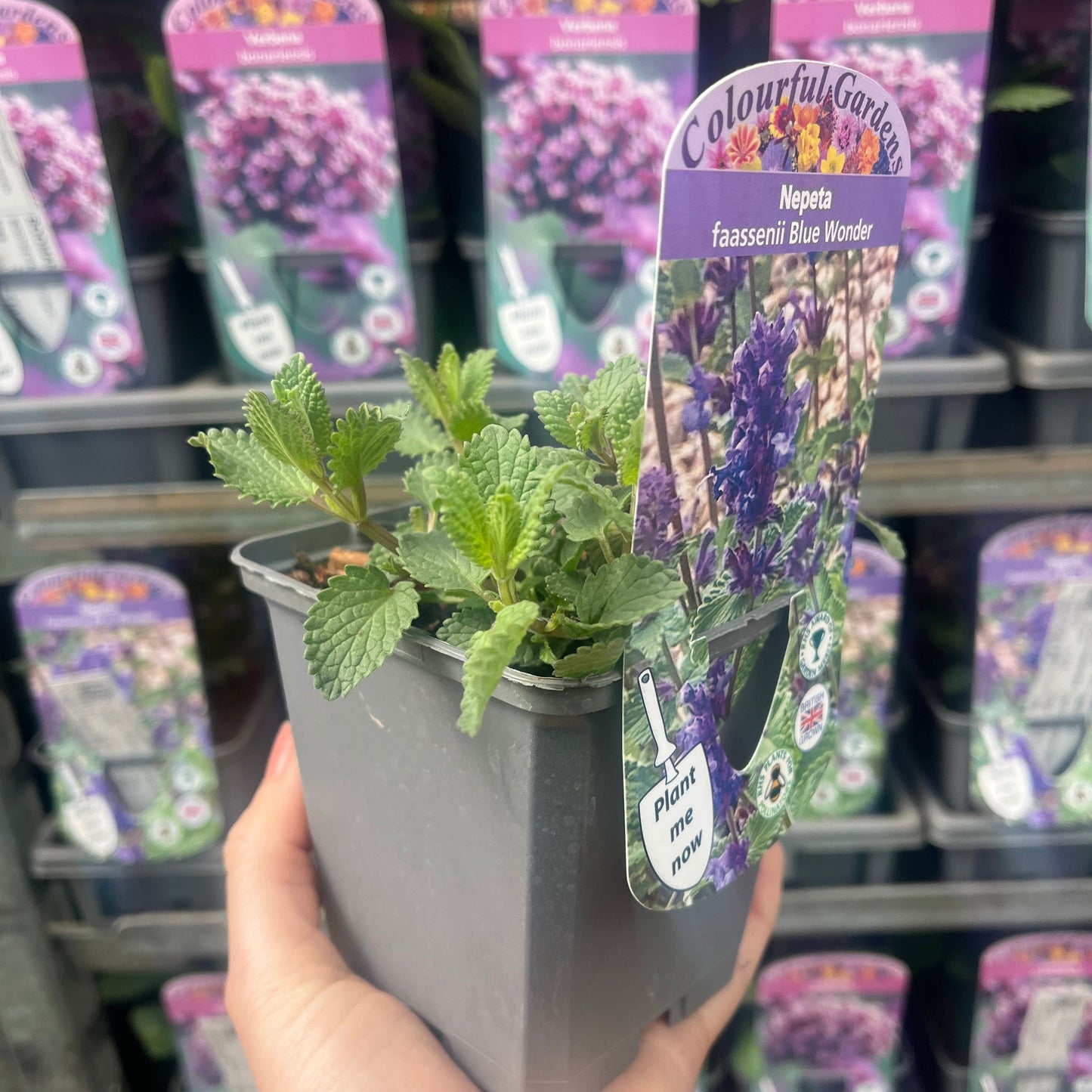 Nepeta x faassenii Blue Wonder