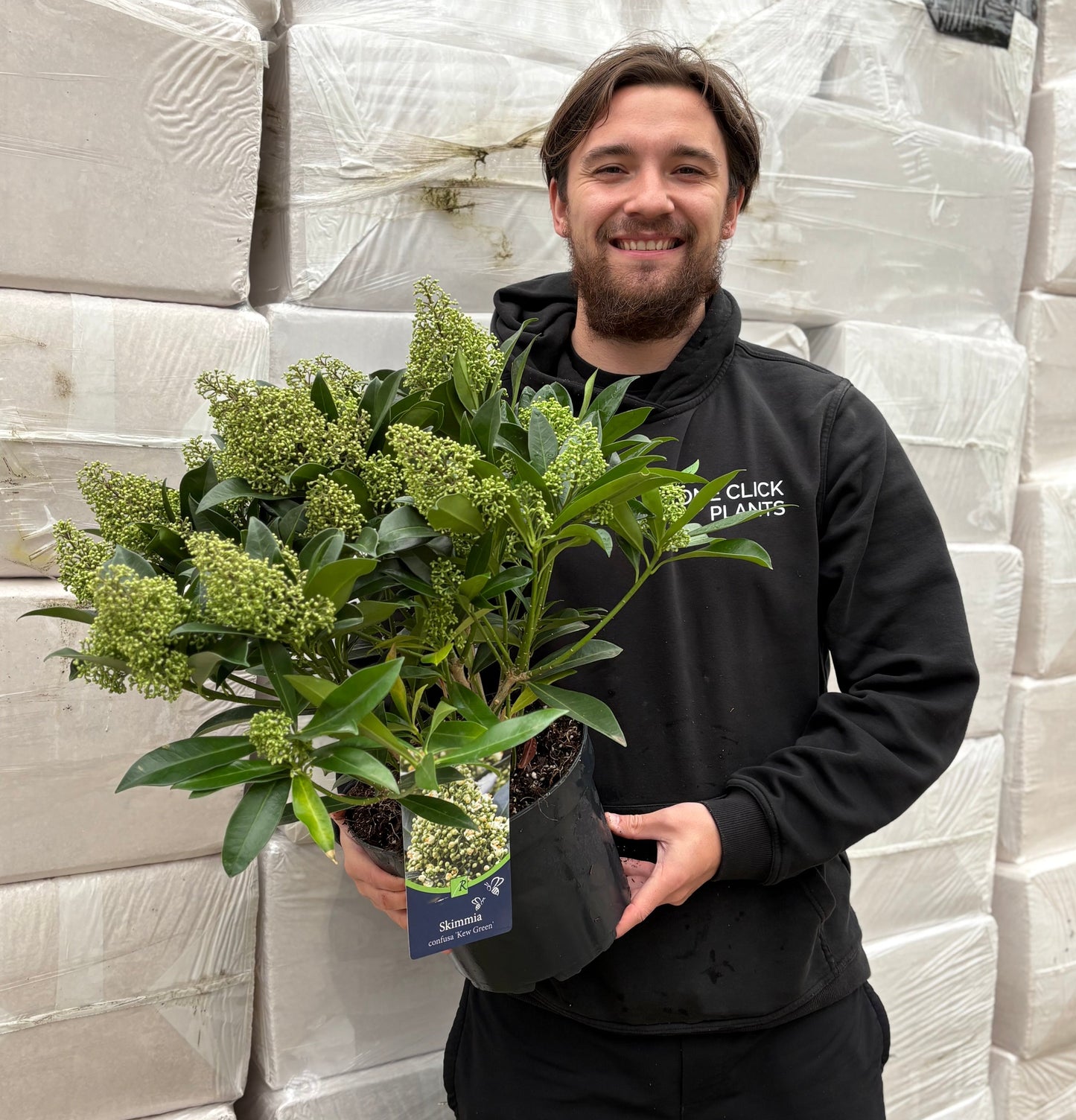 Skimmia Ã— confusa 'Kew Green' 2L / 5L