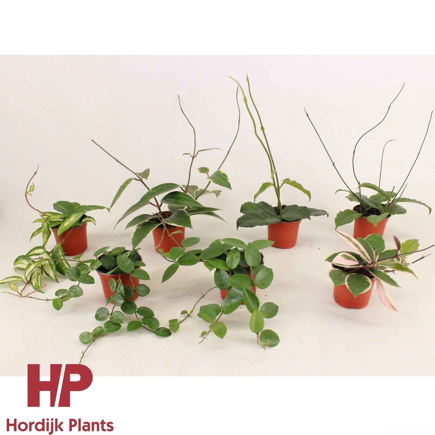 Hoya Gemengd