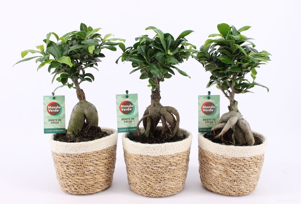 Ficus Mi Ginseng Mand Noah