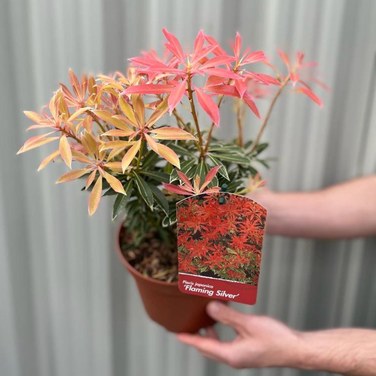 Pieris Japonica ‘Flaming Silver’ 9cm/2L