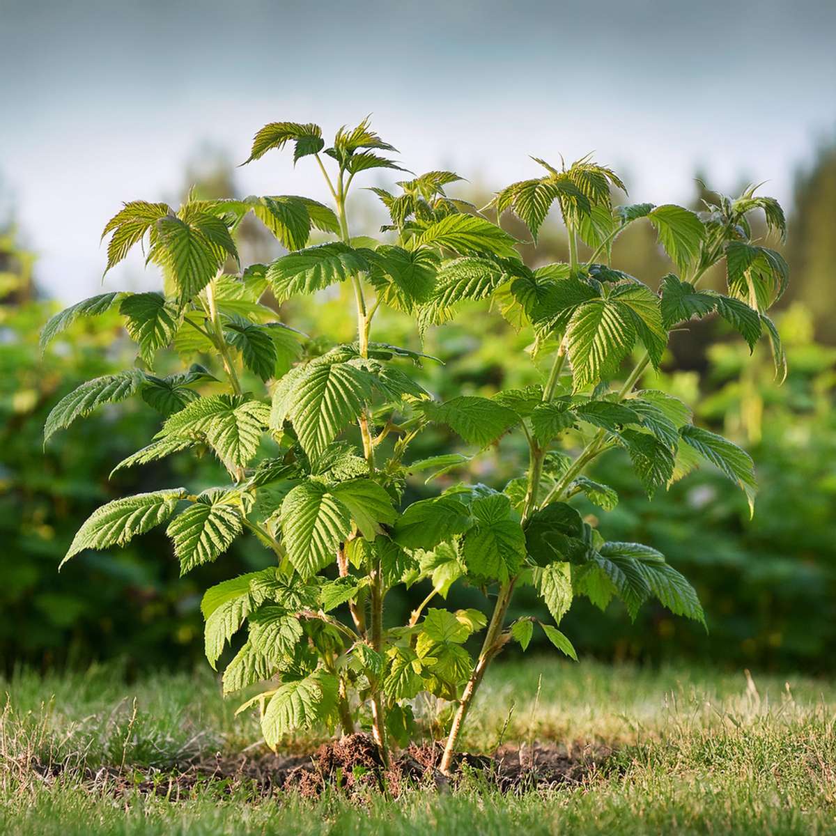 Raspberry plant - 2 pcs. - Rubus idaeus 'Malling Promise' - H50-60cm - ⌀15cm