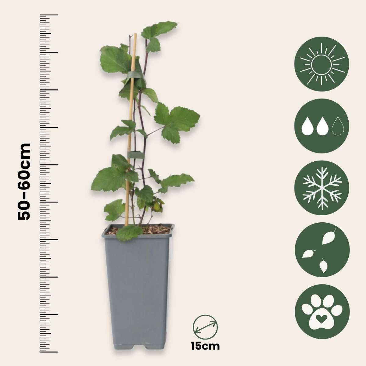 Currant plant - 4 pcs. - Ribes rubrum 'Jonkheer van Tets' - H50-60cm - ⌀15cm