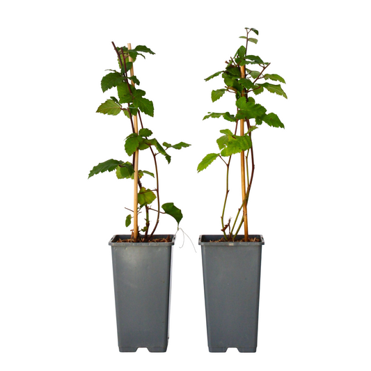 Blackberry plant - 2 pcs. - Rubus fruticosus 'Thornfree' - H50-60cm - ⌀15cm