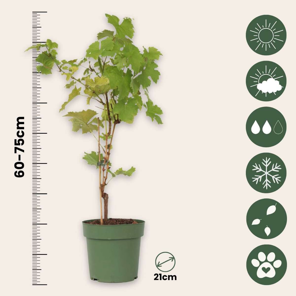 Common grape vine - Vitis vinifera ‘Himrod’ - Height 60-75cm - ⌀21cm