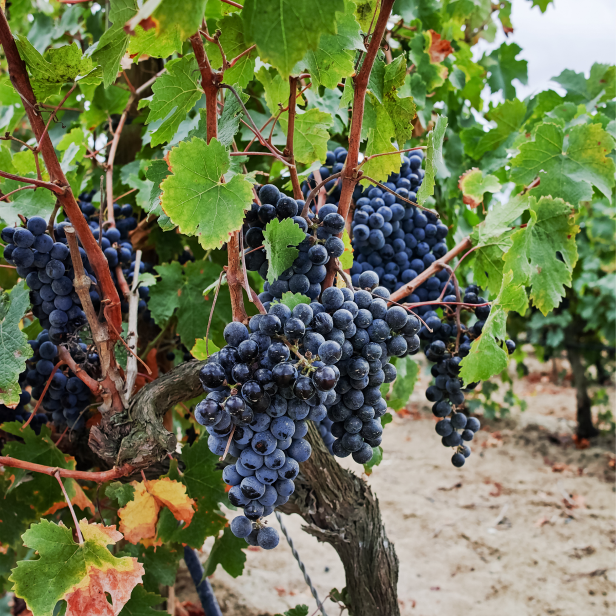 Common grape vine - 3 pcs. - Vitis vinifera 'Cabernet franc' - H25-40cm - ⌀9cm