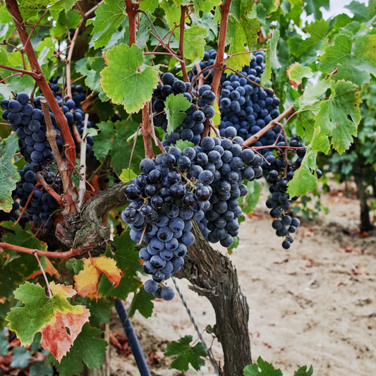 Common grape vine - Vitis vinifera ‘Nero’ - Height 60-75cm - ⌀21cm