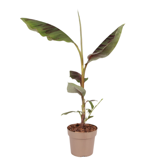 Red banana plant -  Musa sikkimensis Ever Red - Height 55-70cm - ⌀21cm