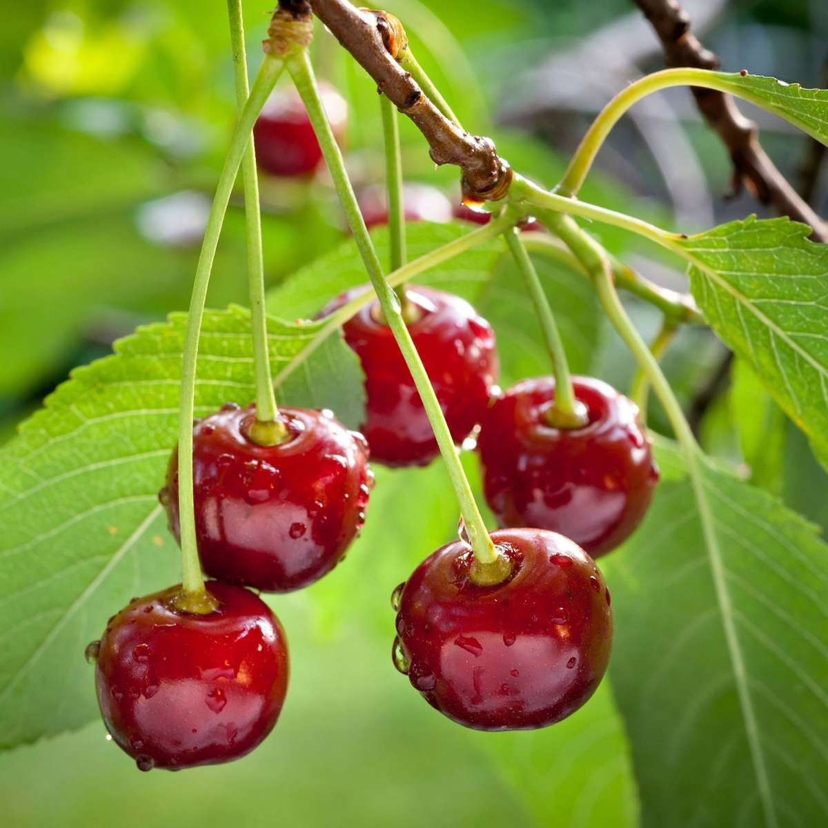 Cherry Tree - Prunus avium - Sweet Cherry - Height 90-110cm - ⌀23cm