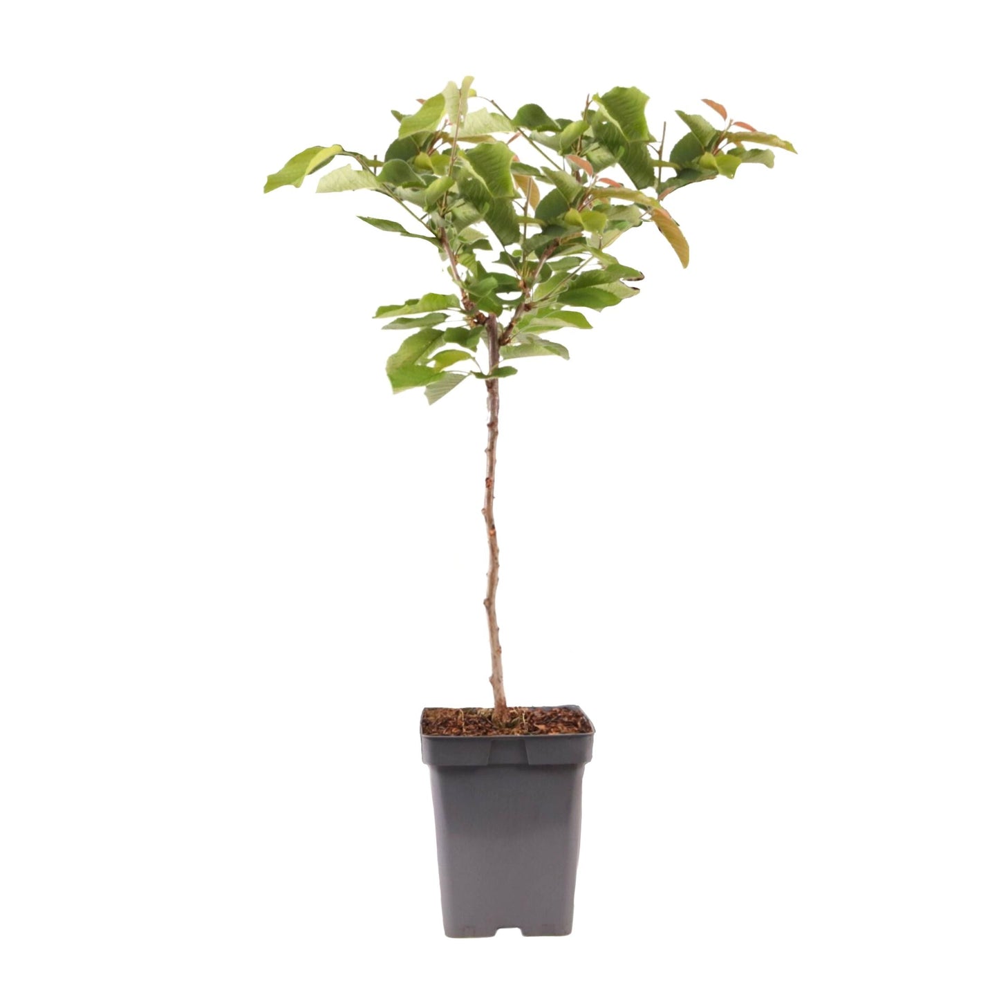 Cherry Tree - Prunus avium - Sweet Cherry - Height 90-110cm - ⌀23cm