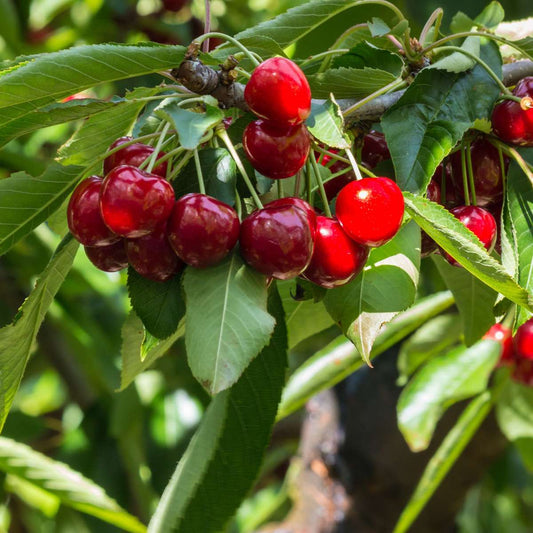 Cherry Tree - Prunus avium 'Stella' - Sweet Cherry - Height 90-110cm - ⌀23cm