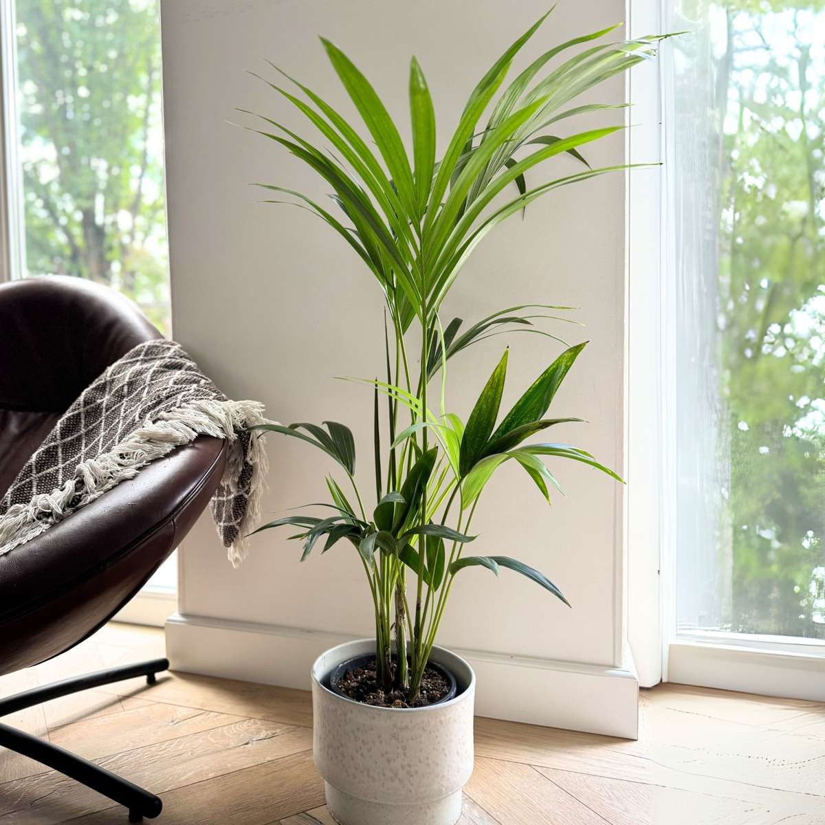 Kentia Palm - Howea forsteriana - Height 90-100cm - ⌀18cm