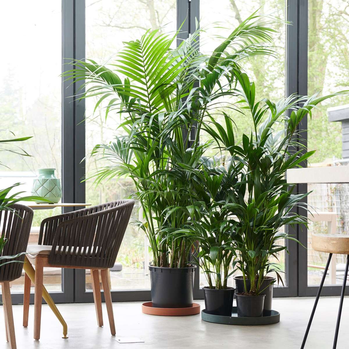 Kentia Palm - 2 pcs. - Howea forsteriana - Height 90-100cm - ⌀18cm
