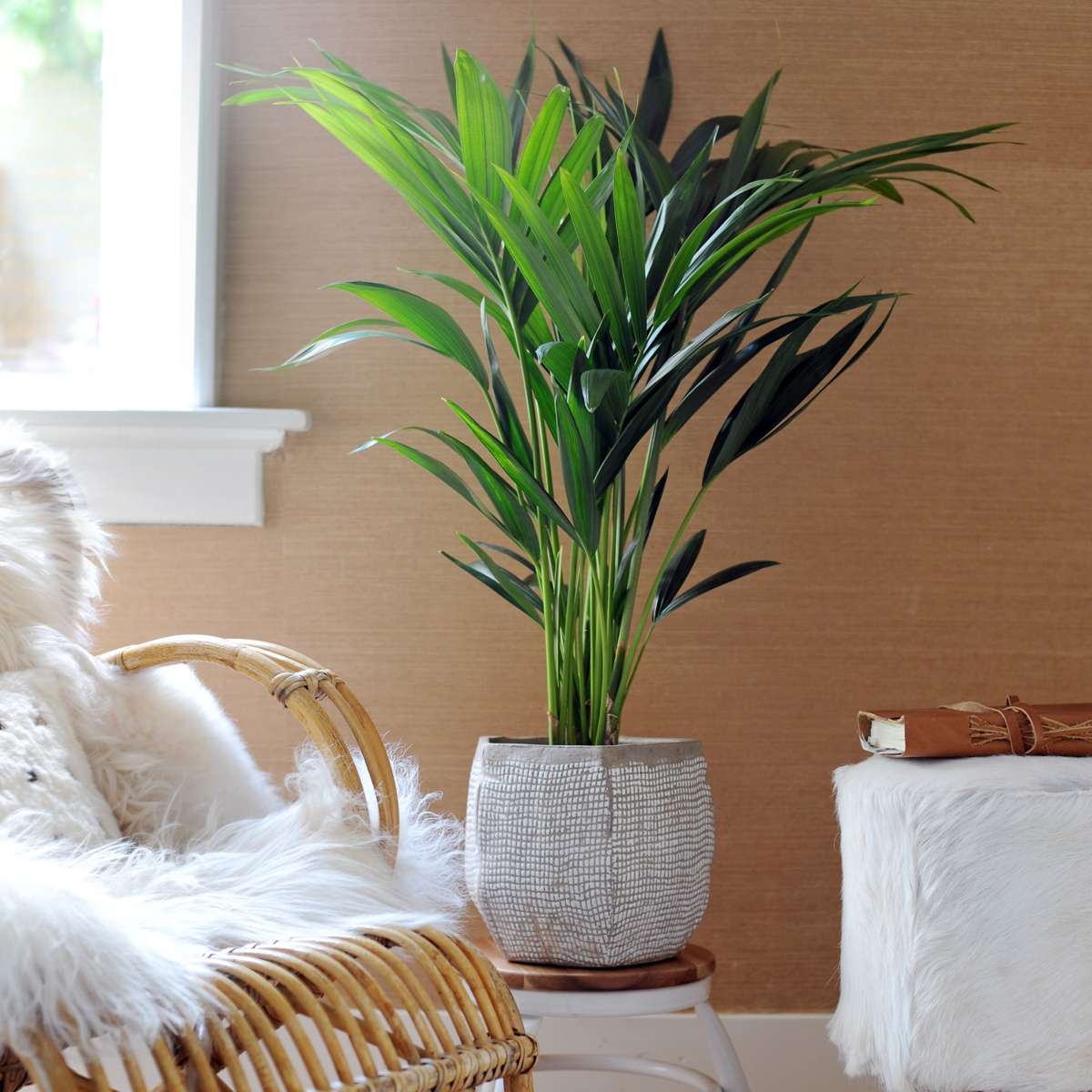 Kentia Palm - 2 pcs. - Howea forsteriana - Height 90-100cm - ⌀18cm