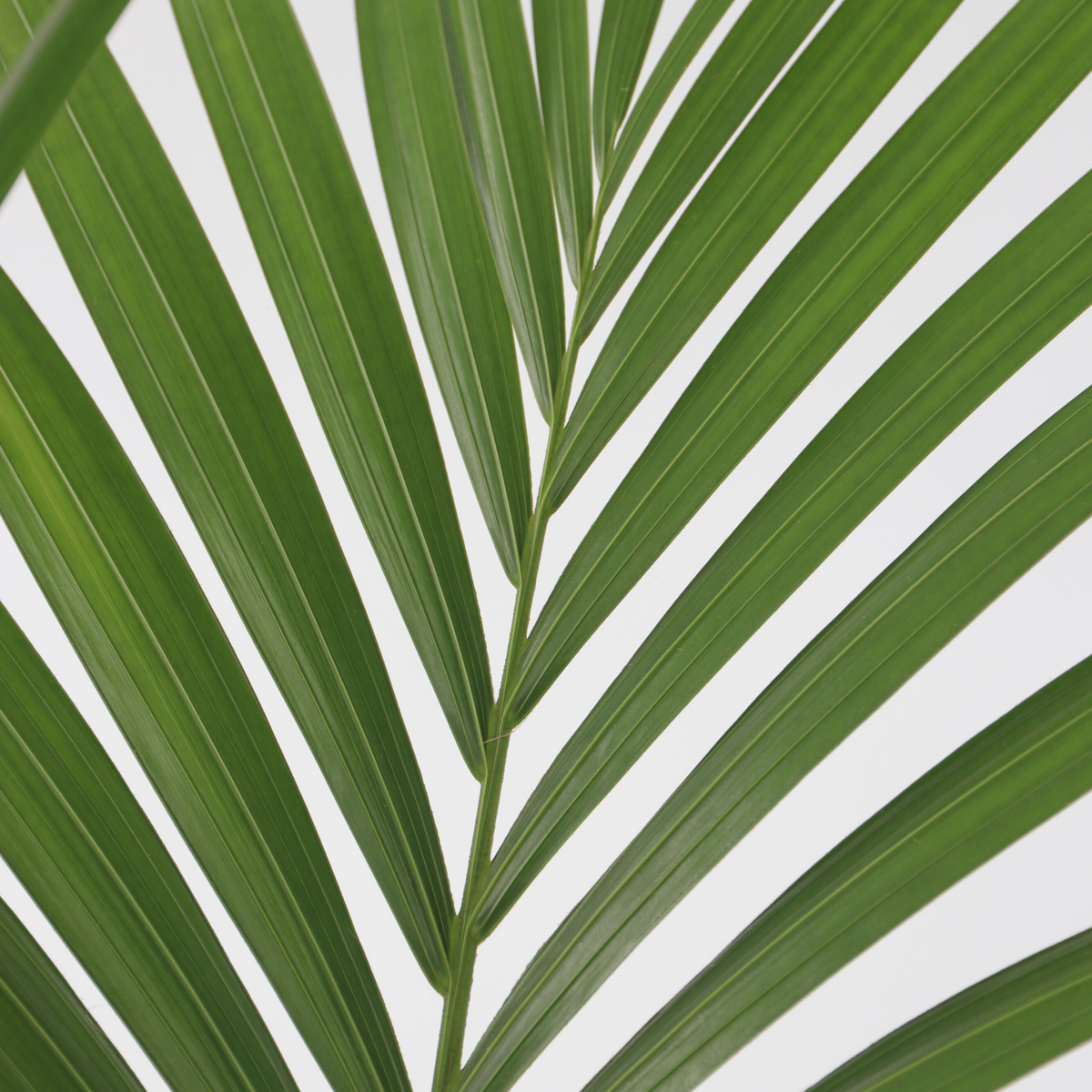 Kentia Palm - 2 pcs. - Howea forsteriana - Height 90-100cm - ⌀18cm