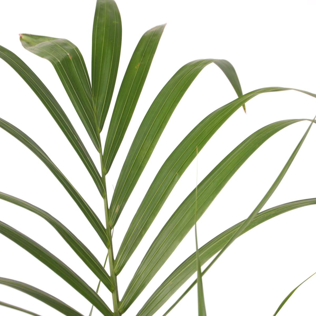 Kentia Palm - 2 pcs. - Howea forsteriana - Height 90-100cm - ⌀18cm