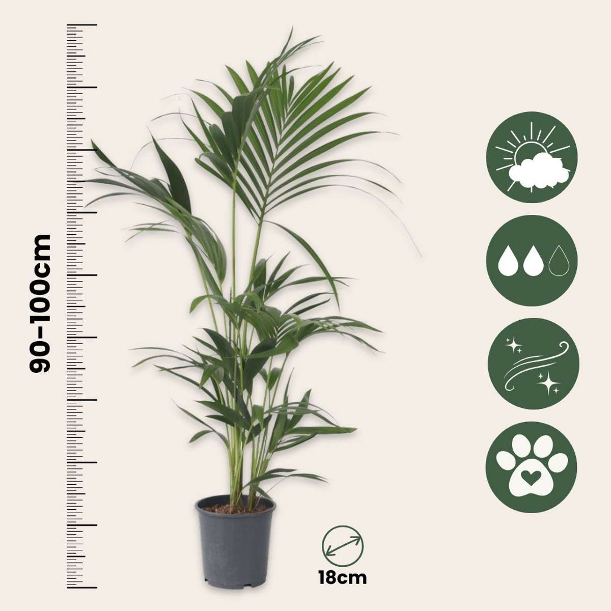 Kentia Palm - 2 pcs. - Howea forsteriana - Height 90-100cm - ⌀18cm