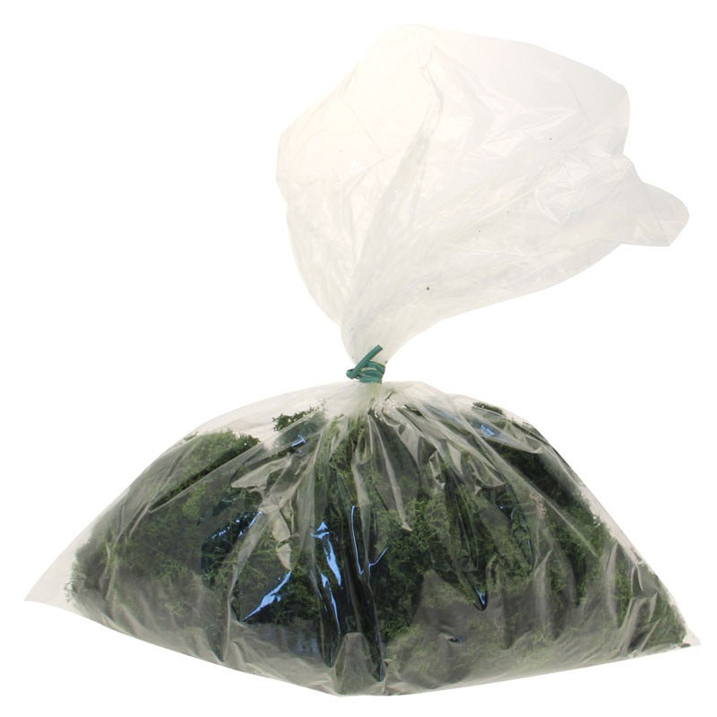 طحالب الرنة خضراء داكنة