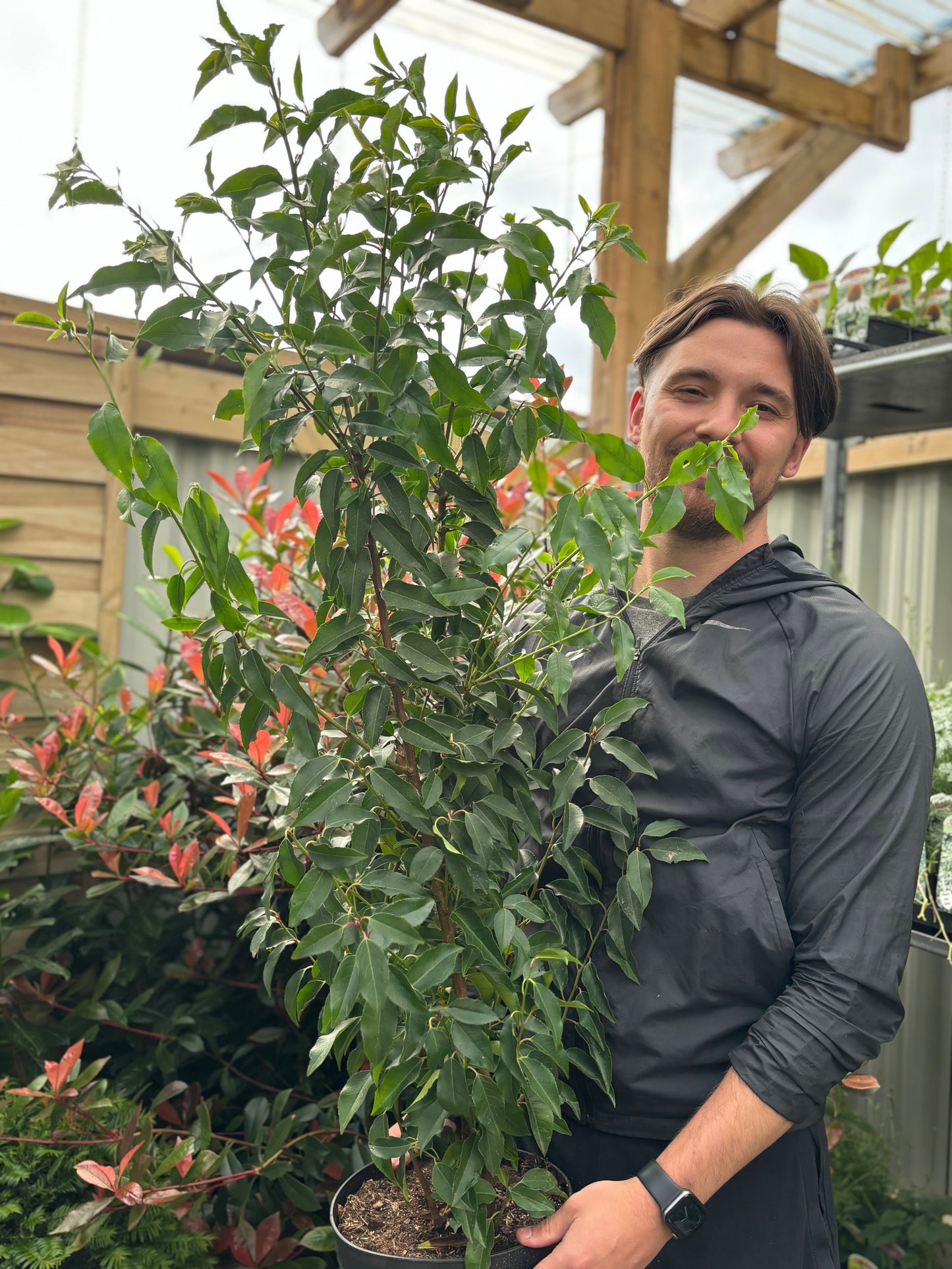 Portuguese Laurel | Prunus lauroceras 'Angustifolia'.