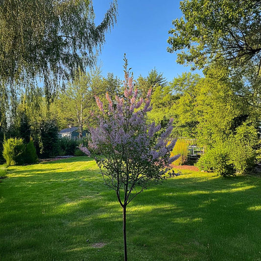 Flamingo Willow - 4 pcs. - Salix integra 'Flamingo' - Height 60-80cm - ⌀17cm