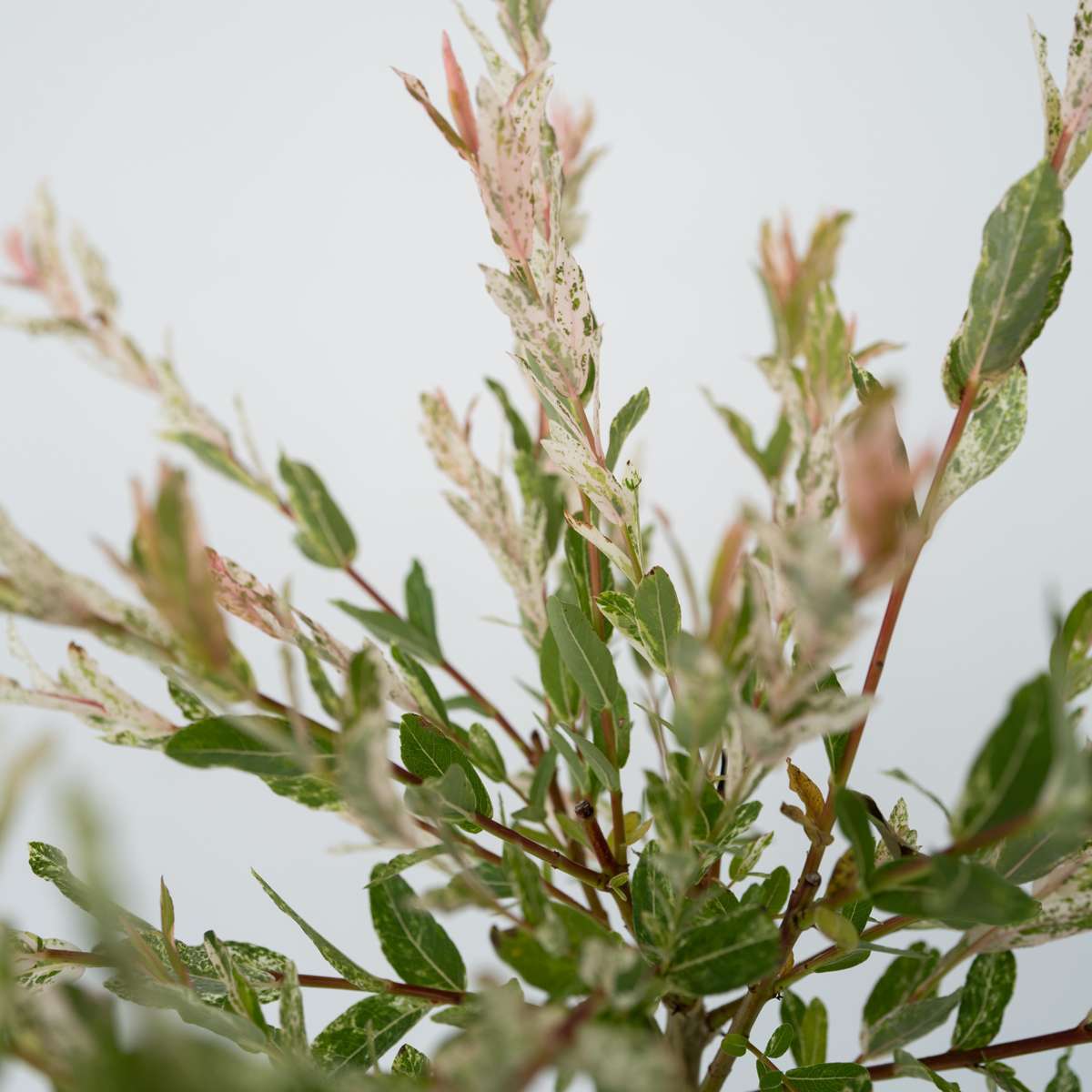 Flamingo Willow - 4 pcs. - Salix integra 'Flamingo' - Height 60-80cm - ⌀17cm