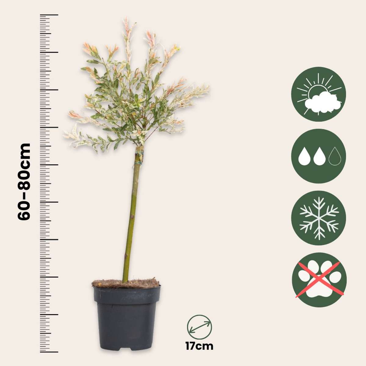 Flamingo Willow - 4 pcs. - Salix integra 'Flamingo' - Height 60-80cm - ⌀17cm