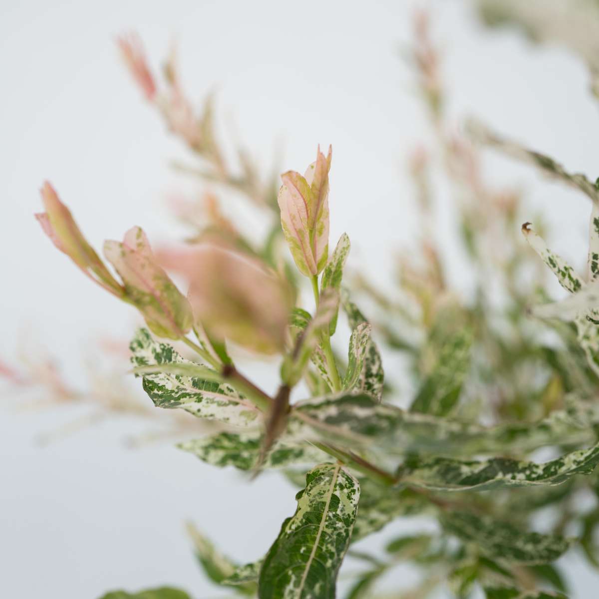 Flamingo Willow - Salix integra 'Flamingo' - Height 90-110cm - Pot 19cm