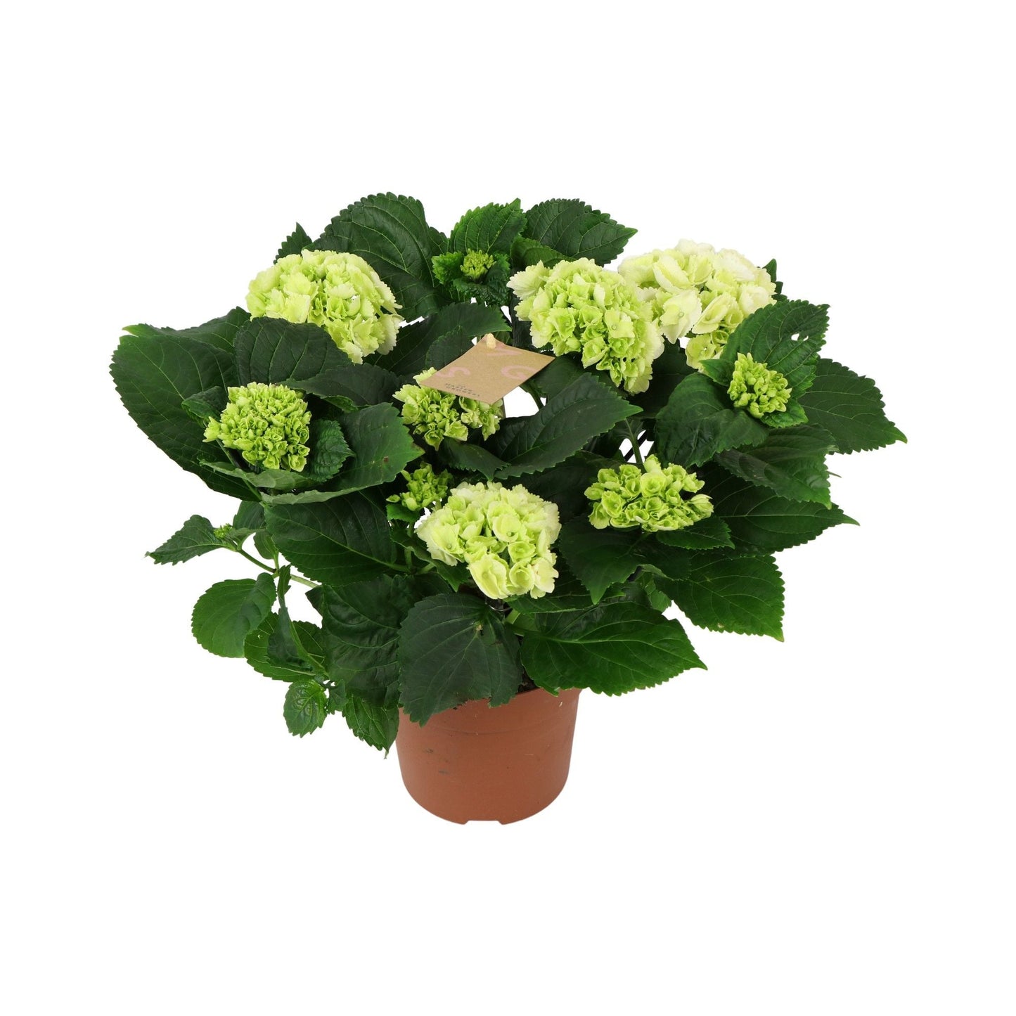 Hydrangea M Schneeball 5+