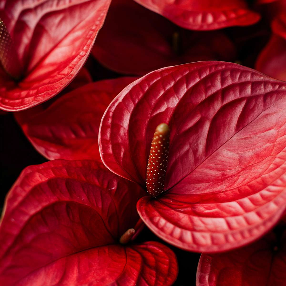 Laceleaf - Anthurium 'Royal Champion' - Height 35-45cm - ø12cm