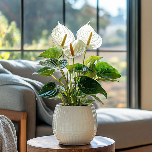 Laceleaf - Anthurium 'Alpine White' - Height 40-55cm - ø14cm